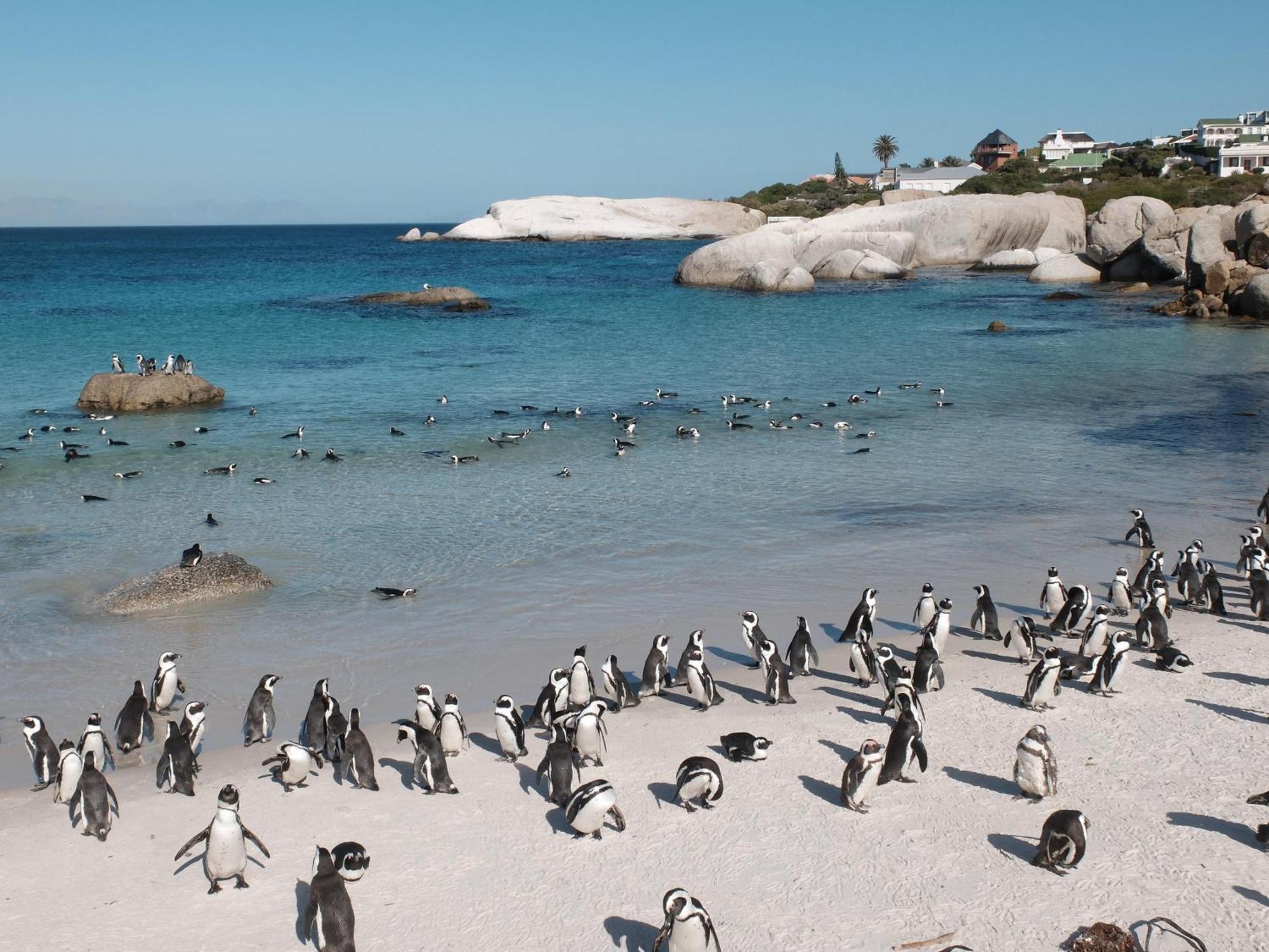 Penguin Haven . Luxury 2 Bedroom, Boulders Beach. Cape Town Exterior photo
